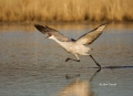 Sandhill-Crane;Crane;Grus-canadensis;Flying-bird;action;aloft;behavior;flight;fl